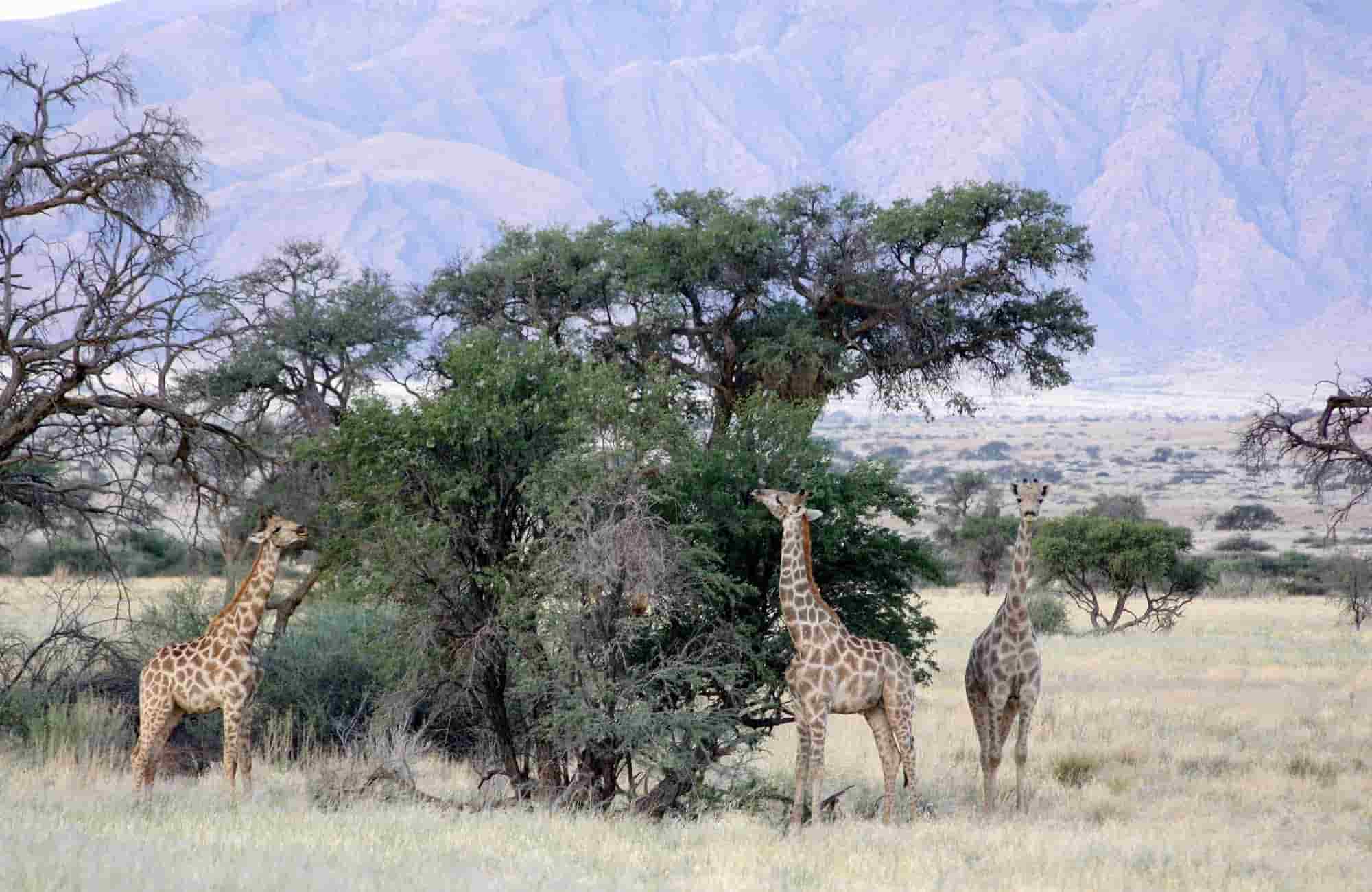 Namib Experience (7)